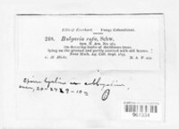 Galiella rufa image